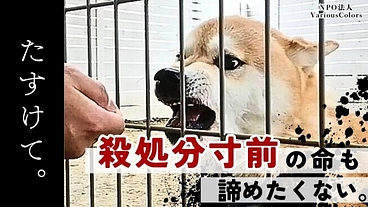 殺処分寸前の犬猫の命も諦めたくない！マンスリーサポーター募集中 のトップ画像