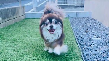 心臓病で苦しむ大切な家族の茶太郎を助けてください！ のトップ画像