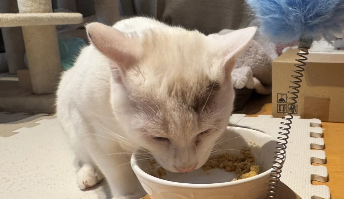 シンバ、大きくなりました！