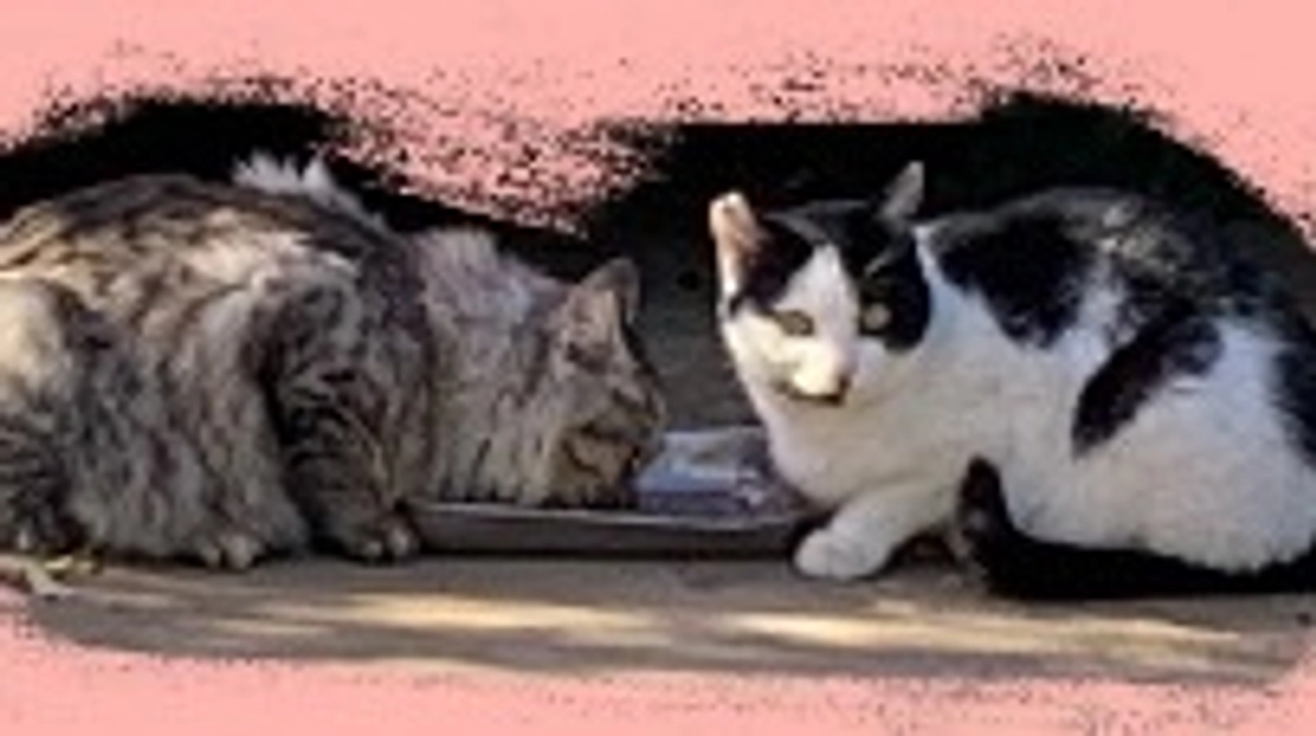 チラシをポスティングしてきました