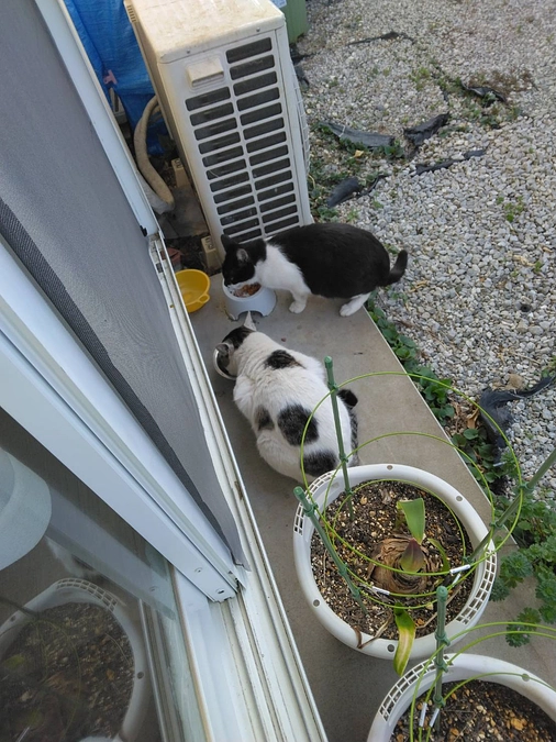 白黒ママの子猫の保護作業開始