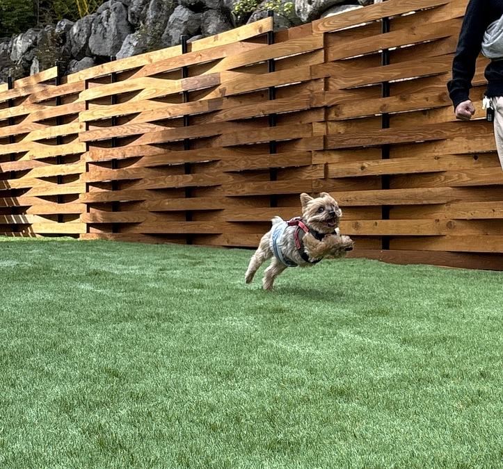 老犬ホームに！ついに！命名していただきました！