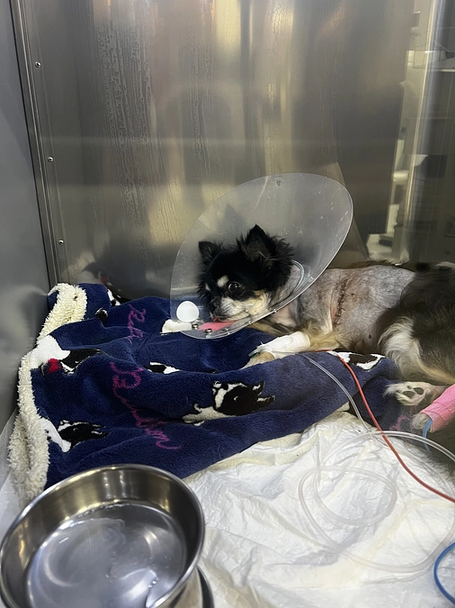 昨日、無事に手術成功しました。