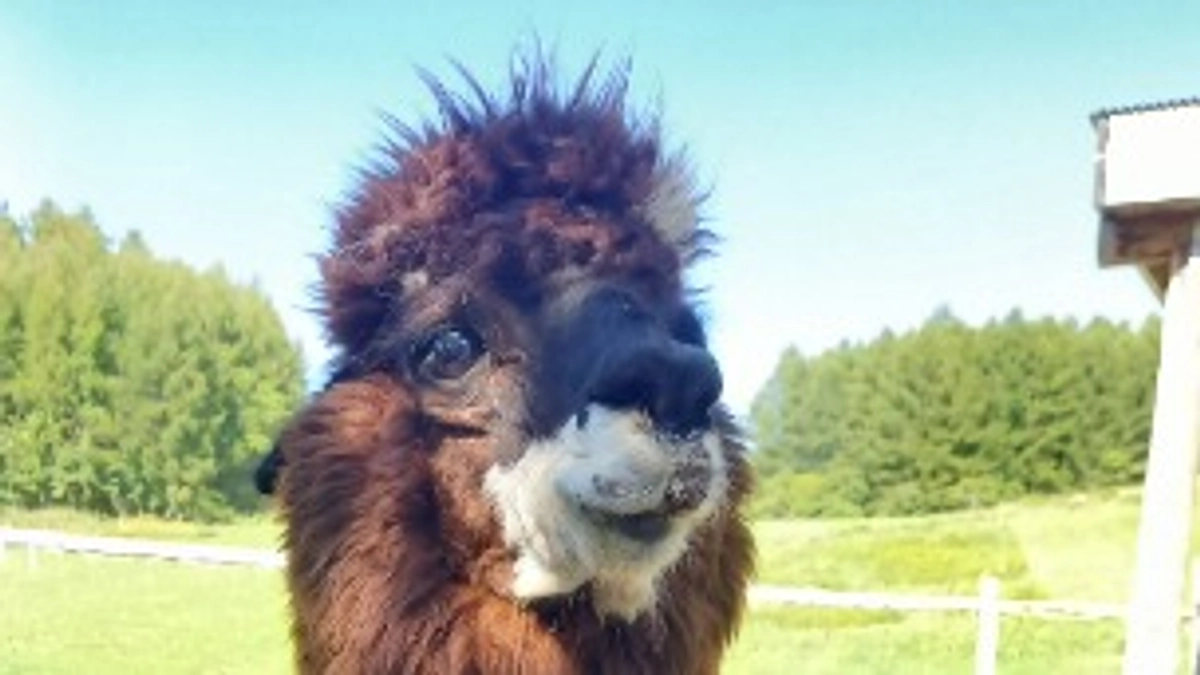 【剣淵生まれのアルパカ紹介】＃５　チョコさん