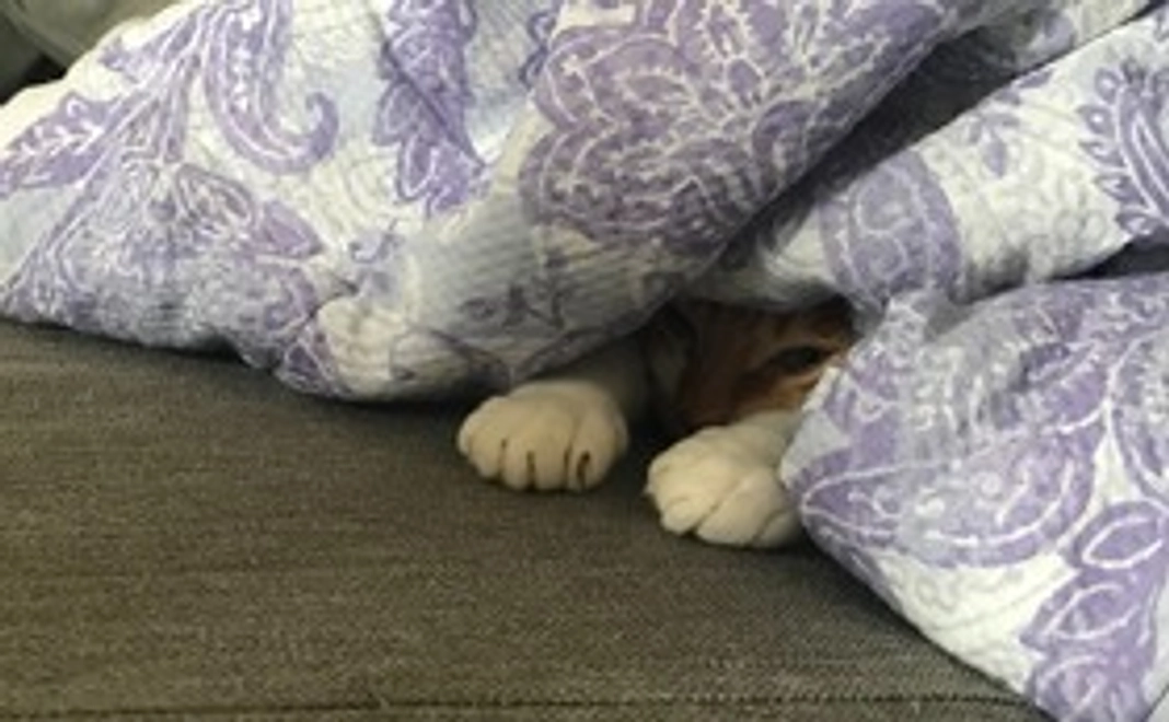 たいぼー応援3000円