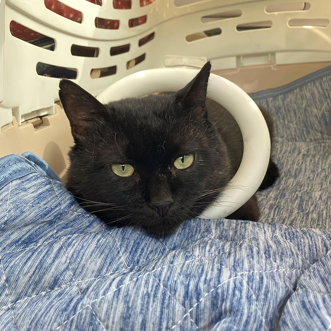 ネロちゃん　病院へ