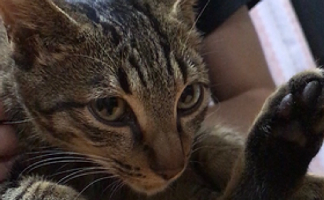 みいちゃんのご支援お願いいたします！