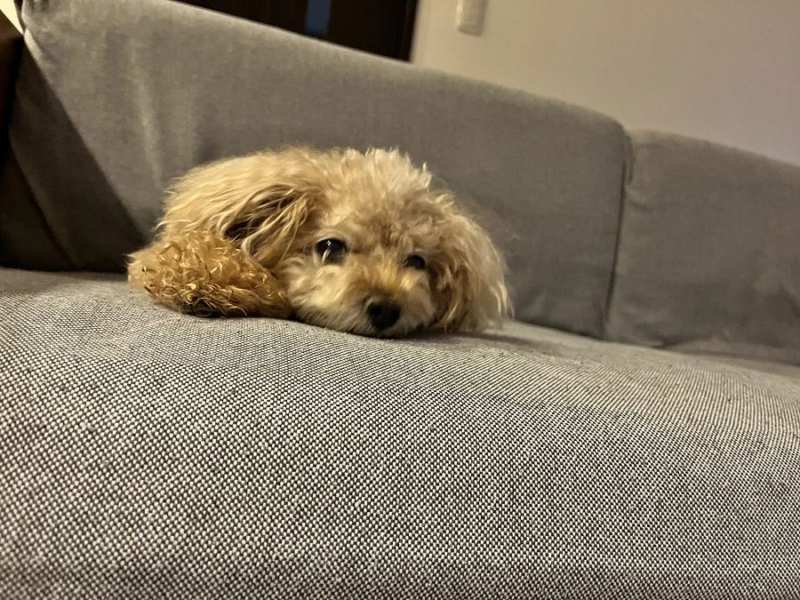 本当にありがとうございます！