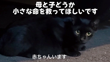 出産目前の黒猫と子猫たちを救いたいです。どうかご支援をお願いします のトップ画像