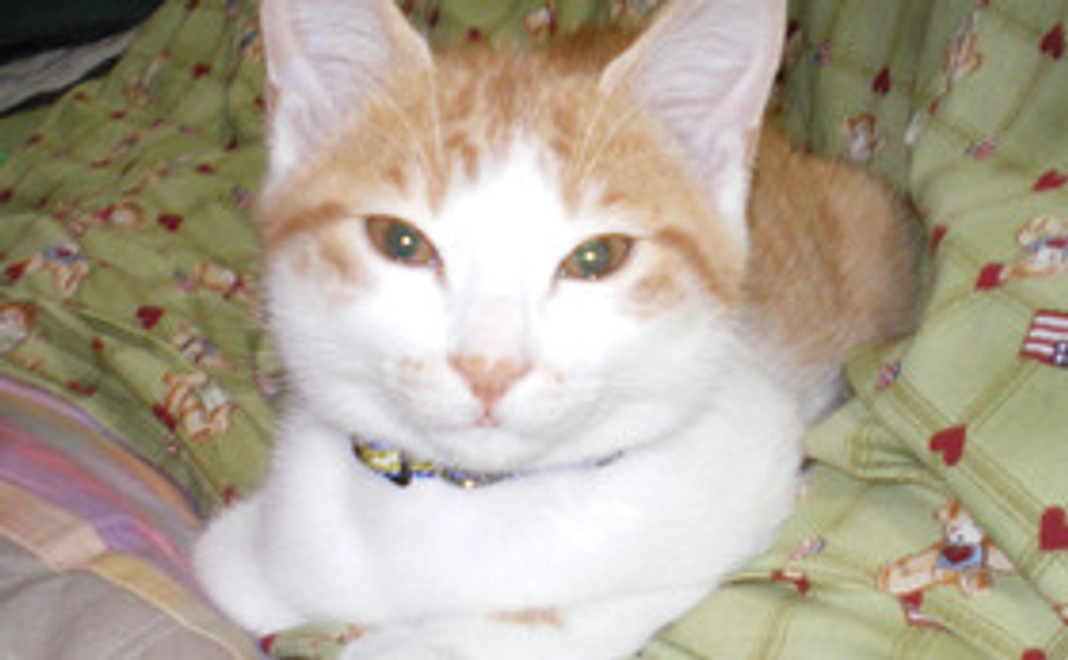 お礼のメールコース