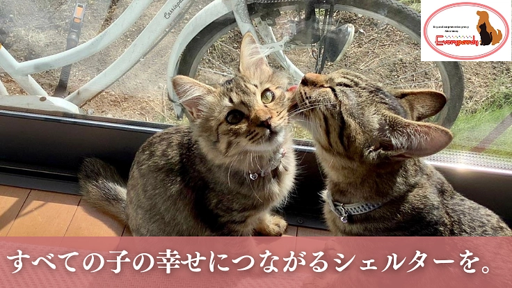 厳しい環境を生きた犬猫たちが暮らすお家。シェルター建設にご支援を!