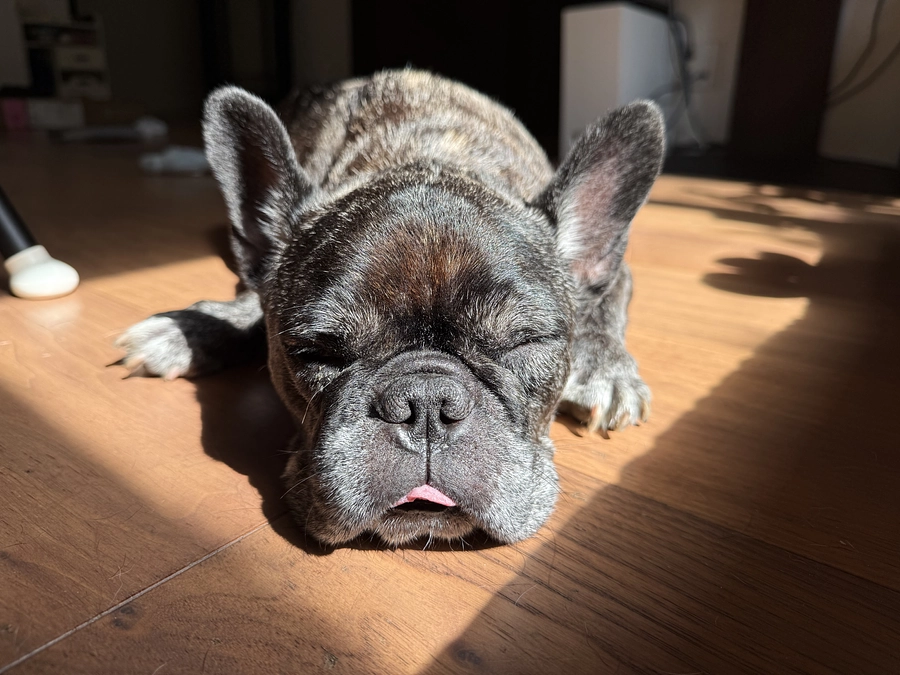 残り4時間のお願いです