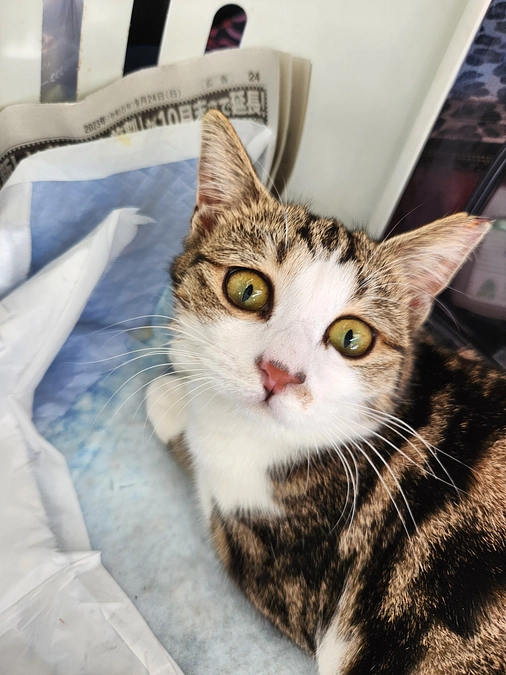 TNR（のら猫の避妊去勢）の後で