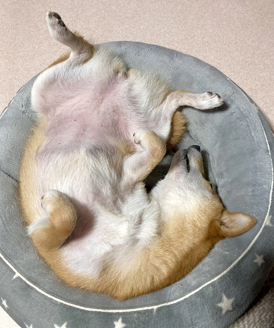 よく眠っています。【終了まで5日】