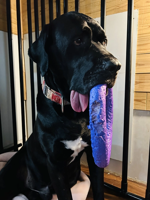 看取りボランティア8号「次郎ラモ」の保護当時から現在