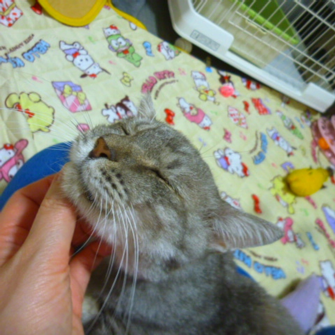 在籍猫紹介【岡兵衛くん】