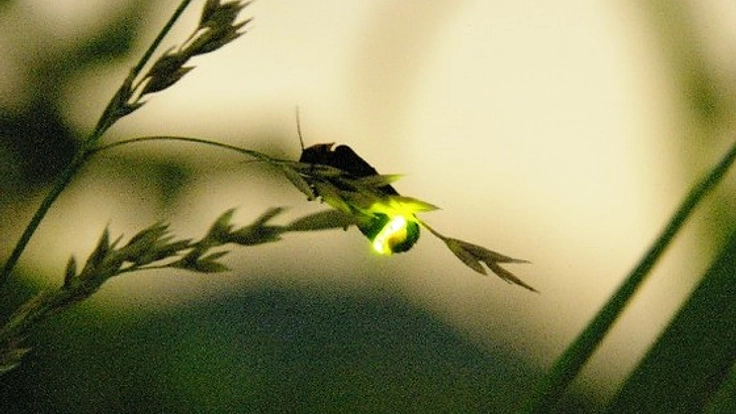 川越市鯨井の「なぐわし公園」にホタルを復活させたい