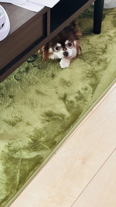 咳が酷くなってきました。。。