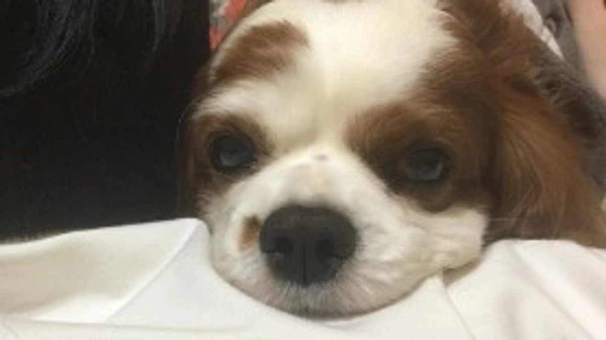 ネクストゴールについて