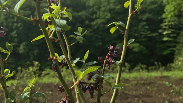 失語症者の就労支援を目指したブルーベリー農園を創設したい