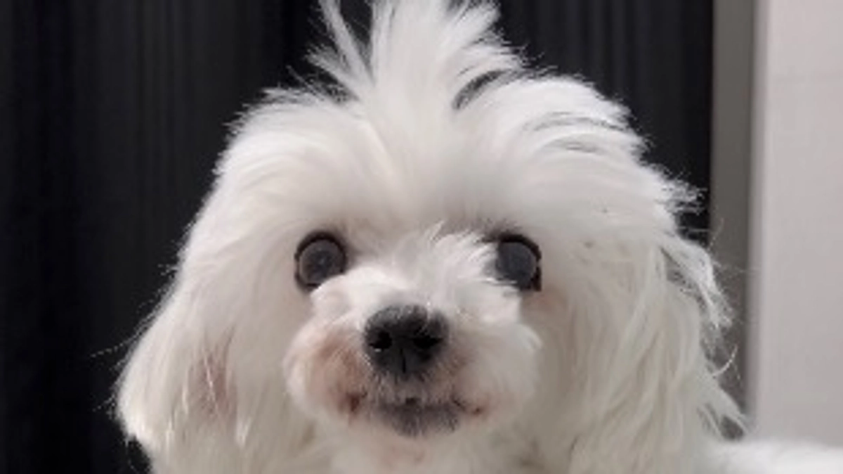 ももこの歯について🦷