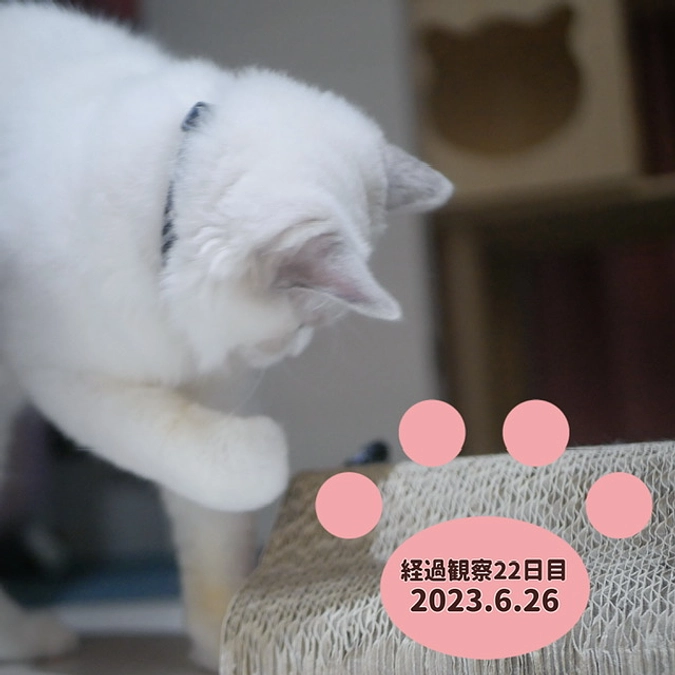 経過観察22日目(2023.6.26)