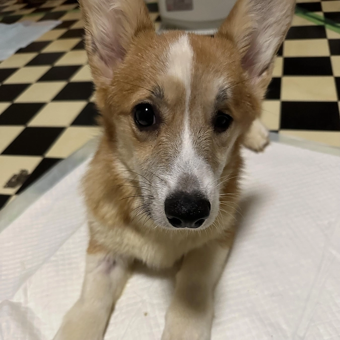 【2100万円突破しました！】動画でみるおっぽの会〜4ヶ月のあられちゃん〜