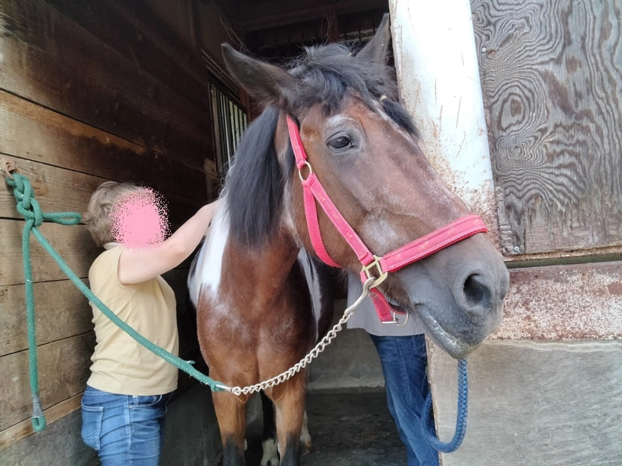 【移転したからこそ実現できたこと】金子暖さんの触馬セミナー❝馬と友達になろう❞