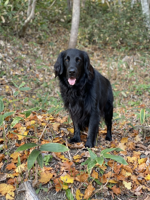雪との葛藤　山への調査を始めました！