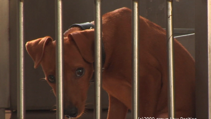 「犬と猫と人間と」の上映会の開催