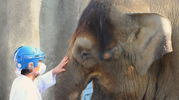 福山市立動物園の結核にかかったゾウ「ふくちゃん」を救いたい！