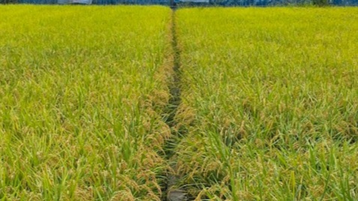 稲穂が色づいて収穫間近となってきました！