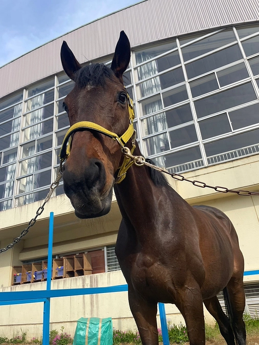 マッシュ、ミモザ