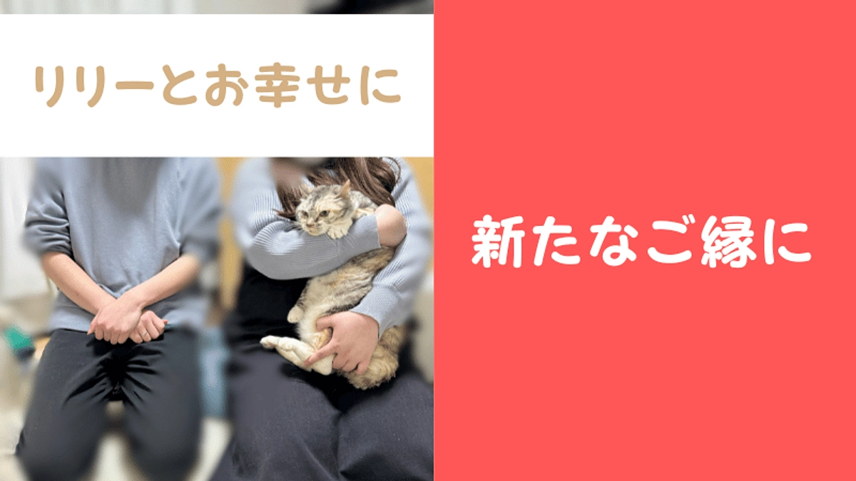 【幸せ報告】最年長のリリーちゃんの正式譲渡が決まりました！