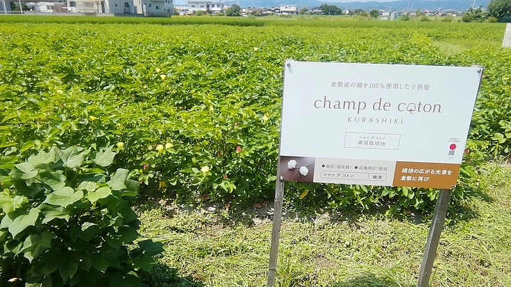 100%倉敷産の綿花で大人のハイゲージニットを作りたい