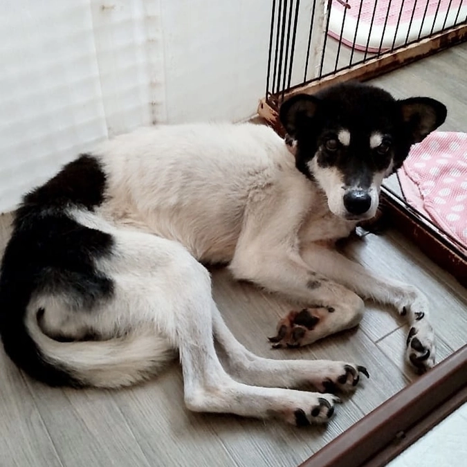 レーベンでやってきたこと　迷い犬のフラ