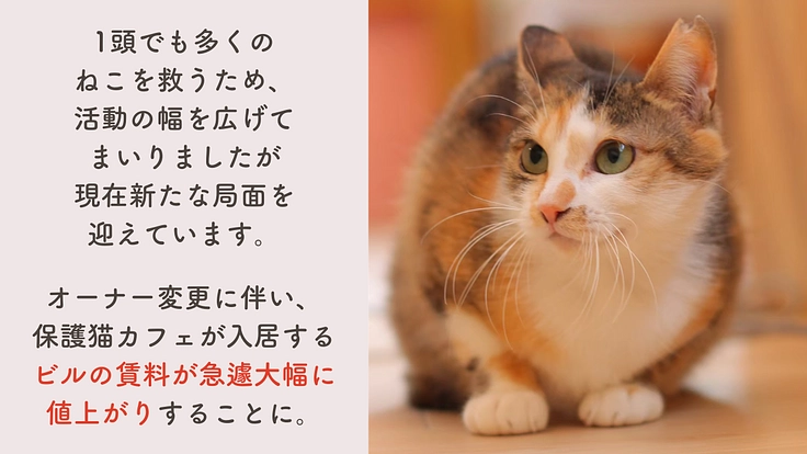 もりねこRe:スタート! 保護ねこ活動の継続と新たなチャレンジへ 3枚目