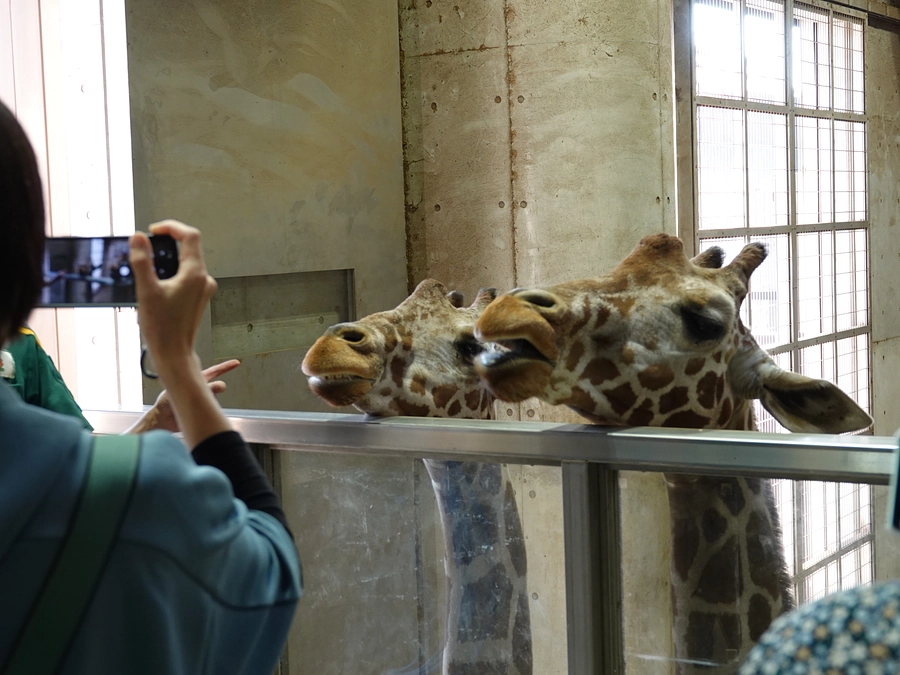 【実施しました】休園日にめぐるアフリカンツアー