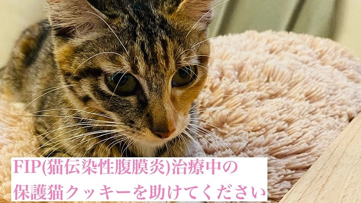 FIP(猫伝染性腹膜炎)後期と闘う保護猫クッキーを助けてください！