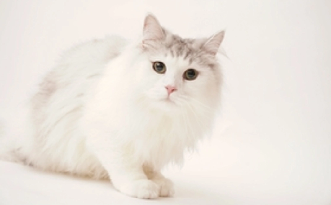 雨のご支援1000円