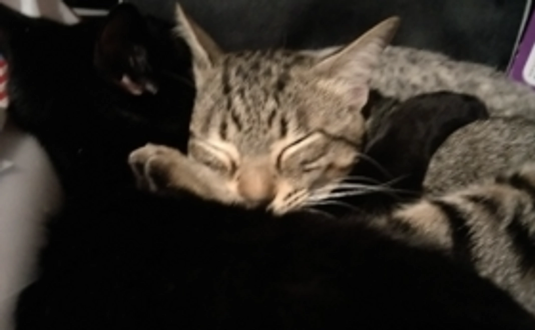 【応援コース】1匹の猫に避妊去勢手術をすることができる費用に相当します