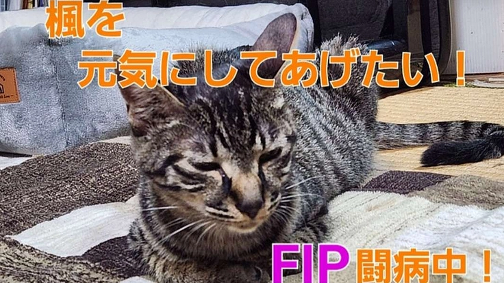 【楓「FIP」闘病中！どうかご支援お願いします！】