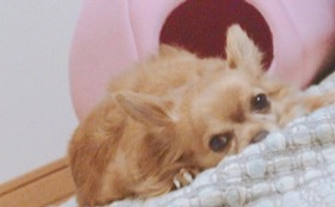 りつの希望を②