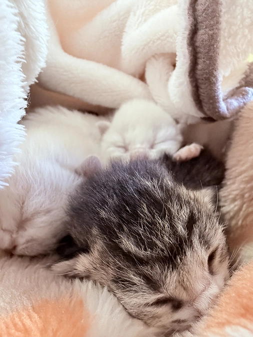 臍の緒がついた乳飲み子