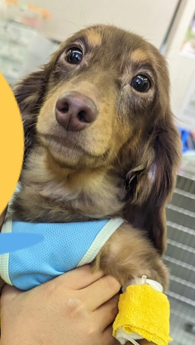 ご支援ありがとうございます🩷︎︎︎⋆*