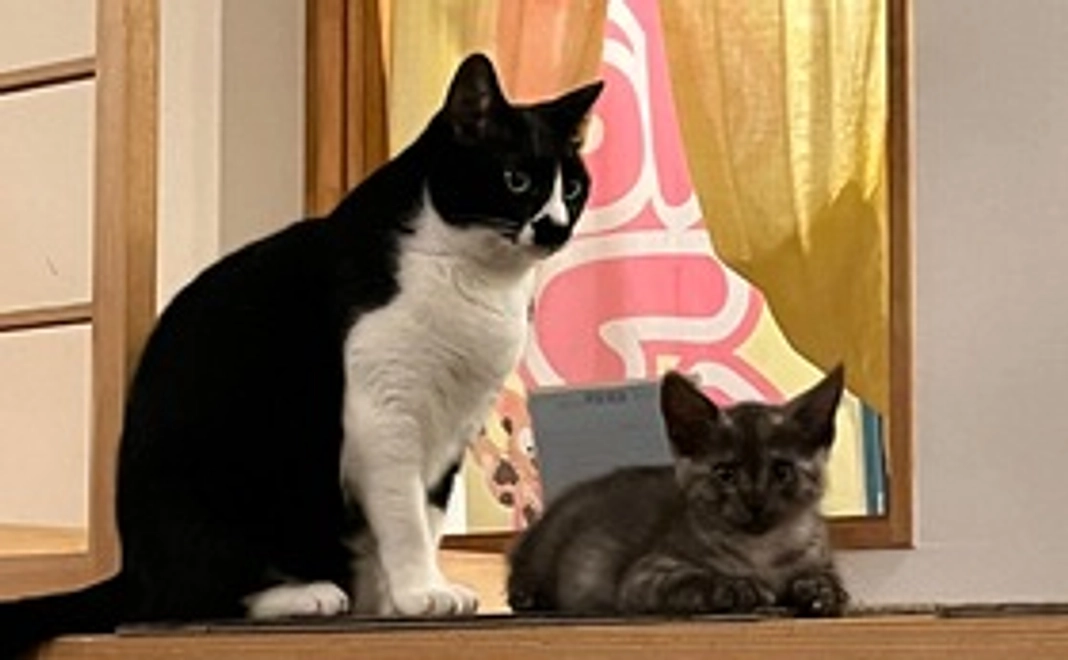 にゃんスリーサポーター2,000円コース