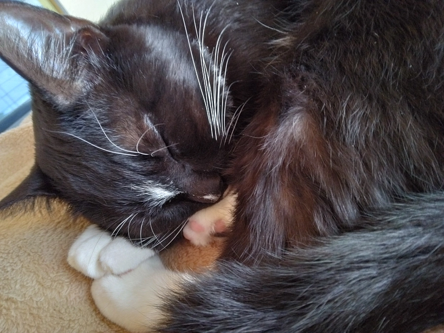 1/17はなちゃんの様子(発作あり)