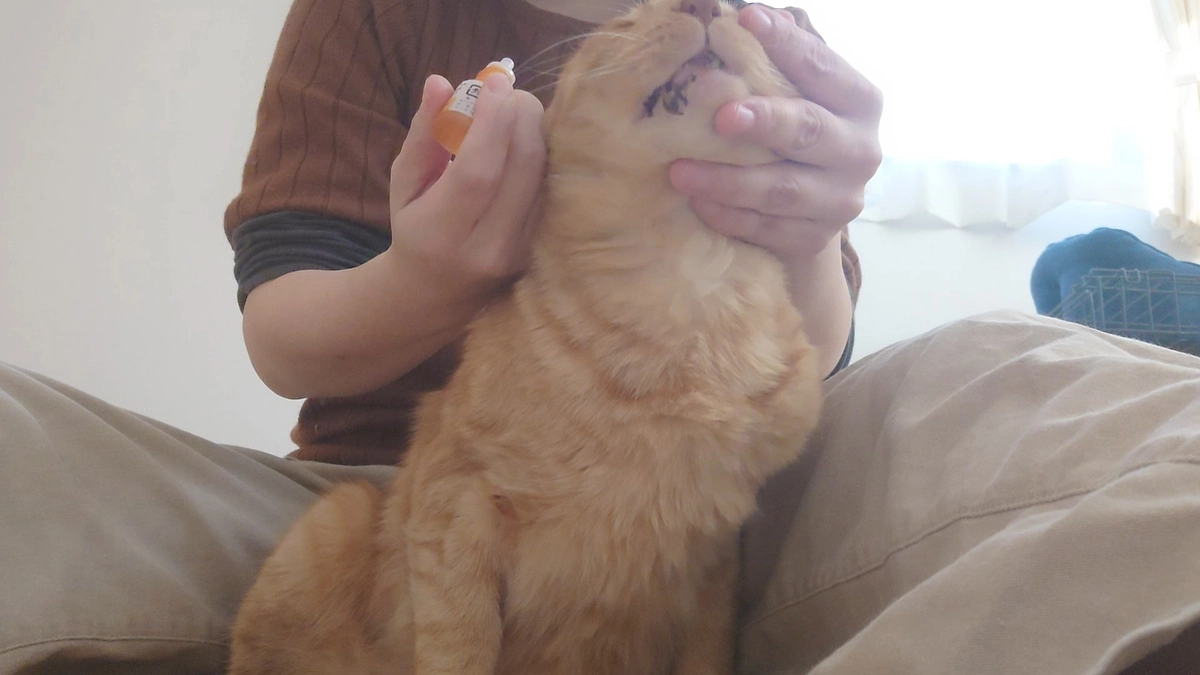 🐈ヨッちゃん服薬と目薬を頑張る～今は安定の周期に入っている編～🐈