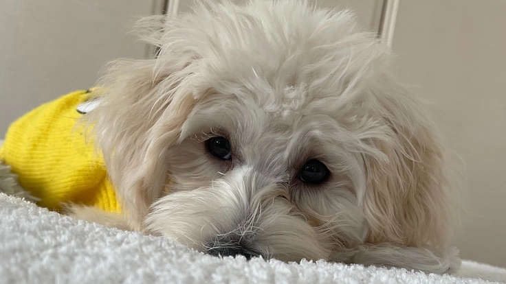 大切な家族と離れないための引っ越し大作戦