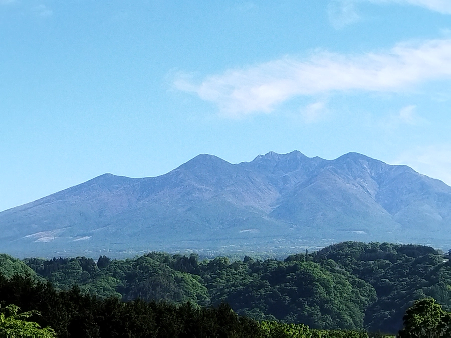 果実が丸く、大きくなってきました！